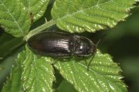 Selatosomus latus