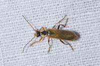 Cantharis decipiens
