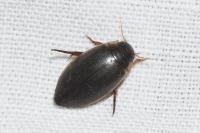 Rhantus suturalis