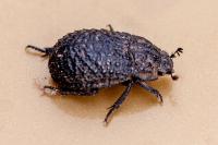 Trox perlatus