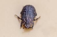 Trox perlatus