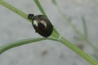Chrysolina americana