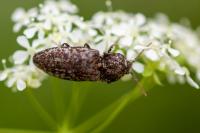 Agrypnus murinus