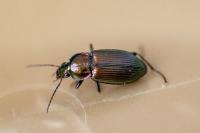 Poecilus cupreus