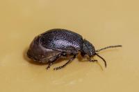 Galeruca tanaceti