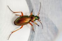 Carabus auratus