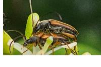 Alosterna tabacicolor