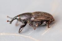 Sphenophorus
