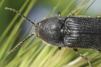 Melanotus punctolineatus