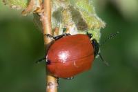 Chrysomela populi