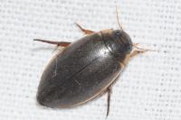 Rhantus suturalis