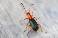 Brachinus crepitans