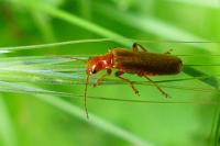 Cantharis