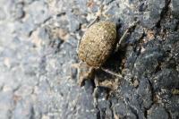 Liophloeus tessulatus