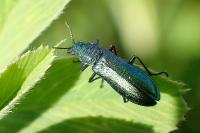 Psilothrix viridicoerulea