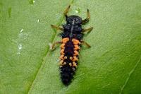 Harmonia axyridis