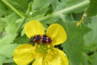 Trichodes alvearius