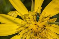 Psilothrix viridicoerulea