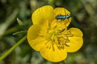 Psilothrix viridicoerulea