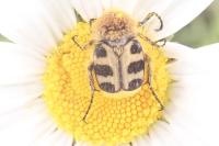 Trichius fasciatus