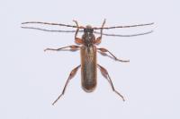 Phymatodes testaceus