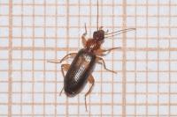 Dromius meridionalis