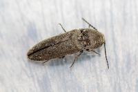 Cidnopus pilosus