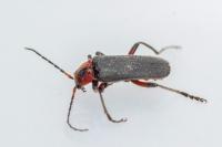 Cantharis rustica