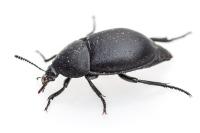 Ablattaria laevigata