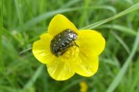Oxythyrea funesta