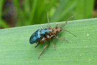 Plateumaris