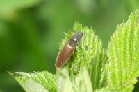 Athous haemorrhoidalis