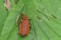 Pyrochroa coccinea