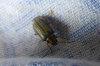 Xanthogaleruca luteola