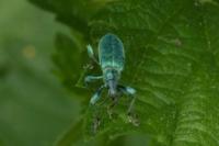 Phyllobius pomaceus