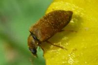 Byturus