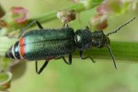 Malachius bipustulatus
