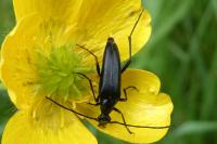 Rutpela nigra