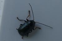 Cryptocephalus