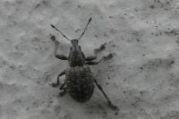 Liophloeus tessulatus