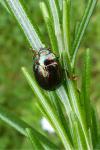 Chrysolina americana