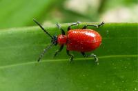 Lilioceris lilii