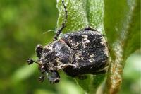 Valgus hemipterus