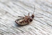 Stenomax aeneus