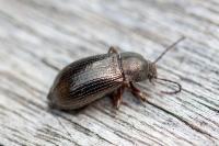 Stenomax aeneus