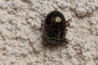 Chrysolina bankii