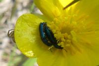 Psilothrix viridicoerulea