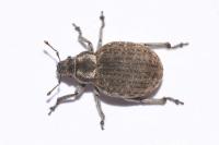 Philopedon plagiatum