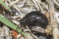 Galeruca tanaceti