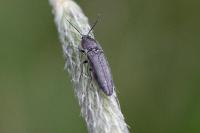 Cidnopus pilosus